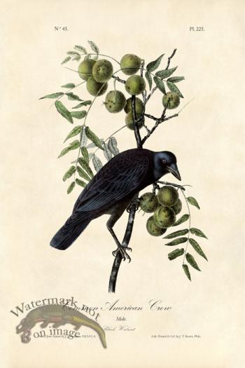 Common Crow